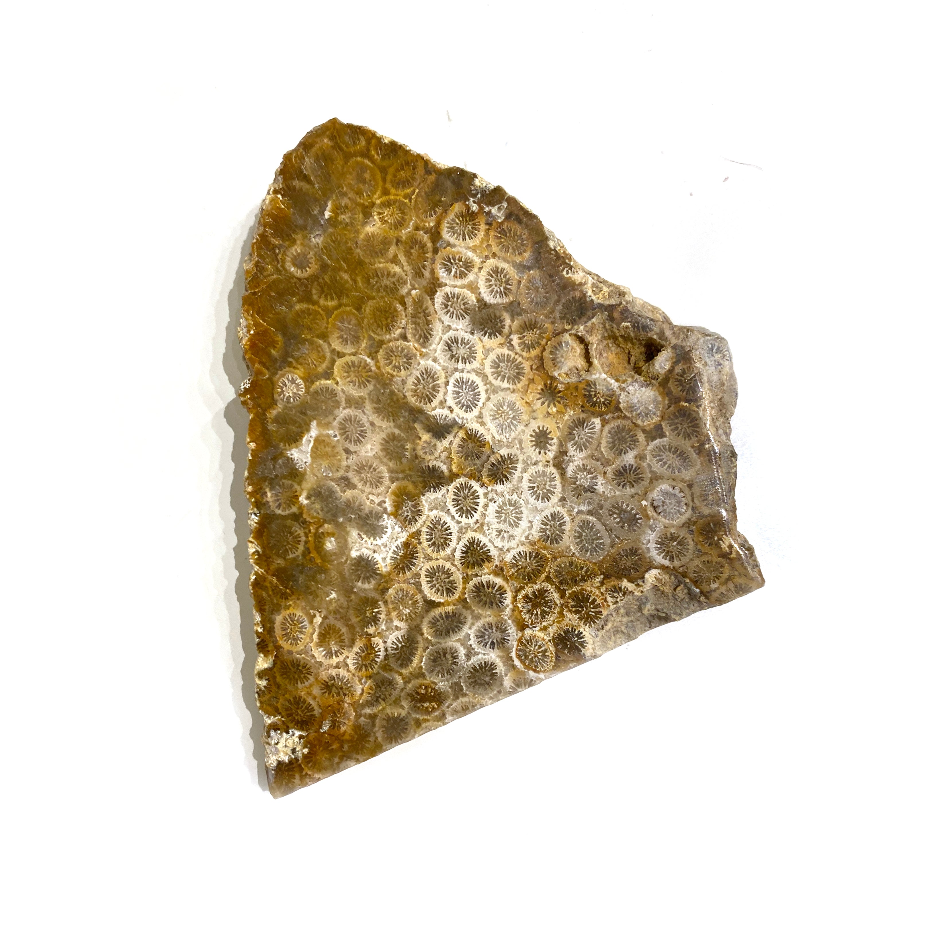Fossilized Palm Coral